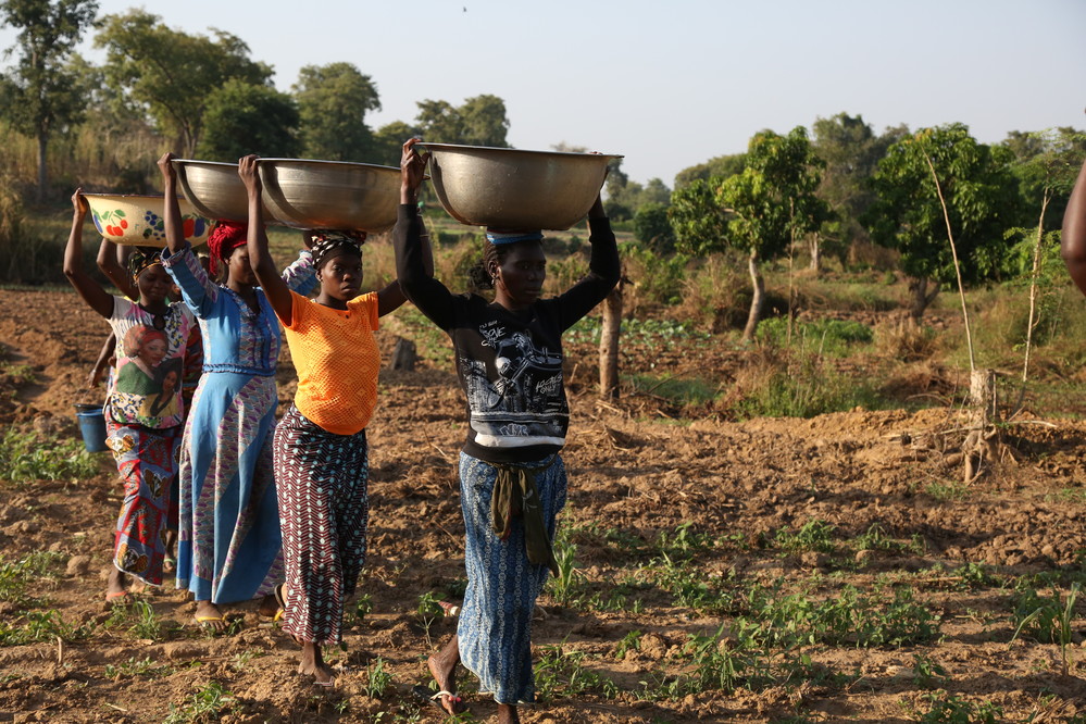 Côte dIvoire - Agricultural Value Chain Development Support Programme (PADFA)  November 2021